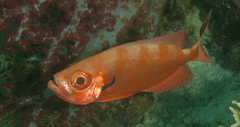 Priacanthus hamrur