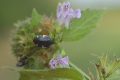 Tritomegas sexmaculatus