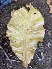 Magnolia macrophylla