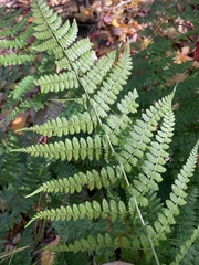Dryopteris