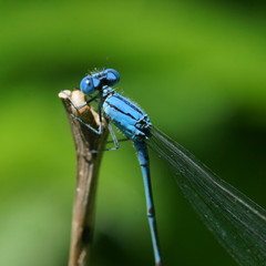 Pseudagrion cingillum