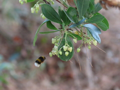 Bombus terrestris lusitanicus