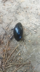 Hydrophilus aterrimus