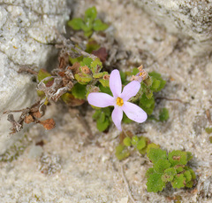 Chaenostoma hispidum