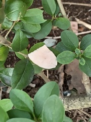 Coelostathma discopunctana