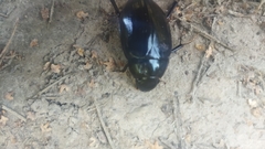 Hydrophilus aterrimus