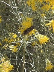 Ctenoplusia oxygramma