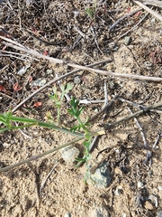 Eschscholzia californica