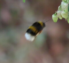 Bombus terrestris lusitanicus