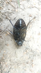 Hydrophilus aterrimus