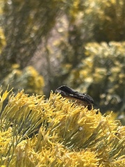 Ctenoplusia oxygramma