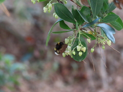 Bombus terrestris lusitanicus