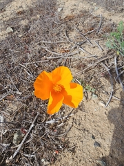 Eschscholzia californica