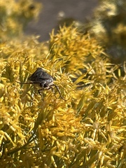 Ctenoplusia oxygramma