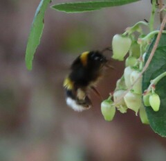 Bombus terrestris lusitanicus