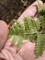 Dryopteris