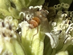 Gymnoclytia