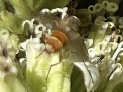Gymnoclytia