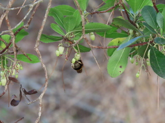 Bombus terrestris lusitanicus