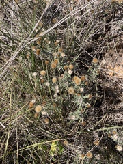 Heterotheca canescens