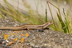 Oligosoma kokowai