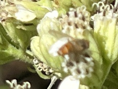 Gymnoclytia