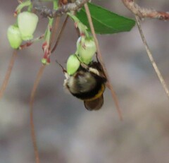 Bombus terrestris lusitanicus