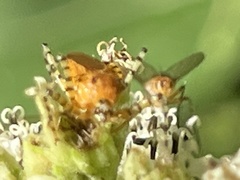 Gymnoclytia
