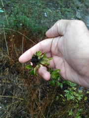 Dasineura crataegi