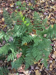 Dryopteris