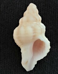 Calotrophon ostrearum