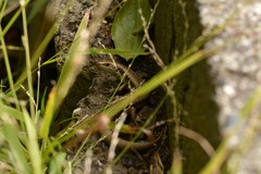 Oligosoma kokowai