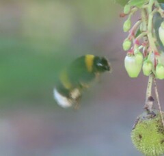 Bombus terrestris lusitanicus