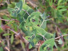 Lonicera implexa