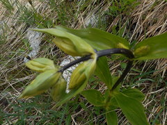 Gentiana punctata