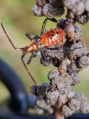 Leptoglossus phyllopus