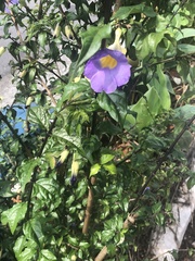 Thunbergia