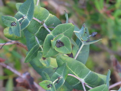 Lonicera implexa