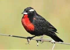 Leistes superciliaris