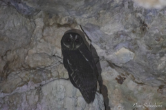 Strix virgata