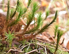 Polytrichum