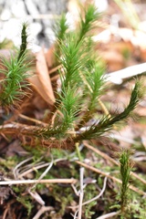 Polytrichum