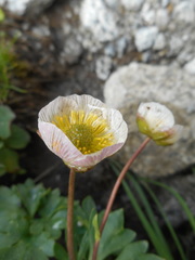 Ranunculus glacialis