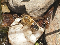 Apis mellifera capensis