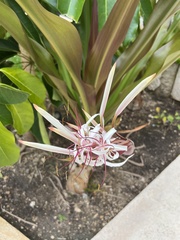 Crinum