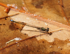 Austrocnemis splendida