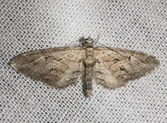 Eupithecia oxycedrata
