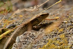 Oligosoma kokowai