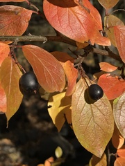 Cotoneaster lucidus