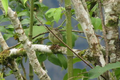 Sporophila